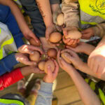 A group of children's hands holding chicken's eggs
