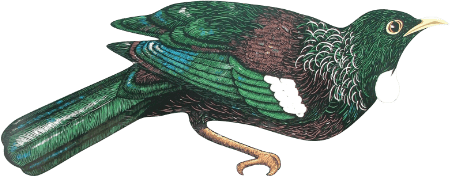 Tui bird